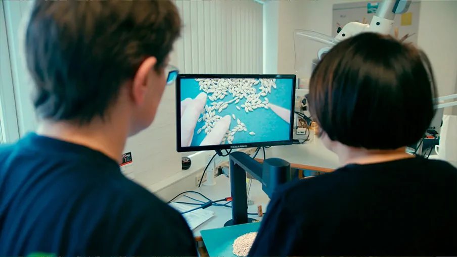 Two operators inspecting seed using a digital microscope