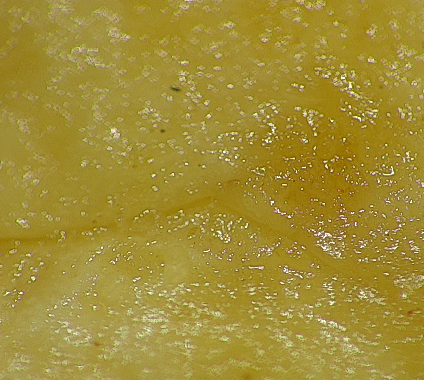 Close up of quality control of snacks and peanuts using a digital camera microscope