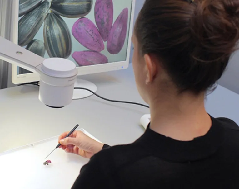 Woman inspected seed with a a TAGARNO digital microscope