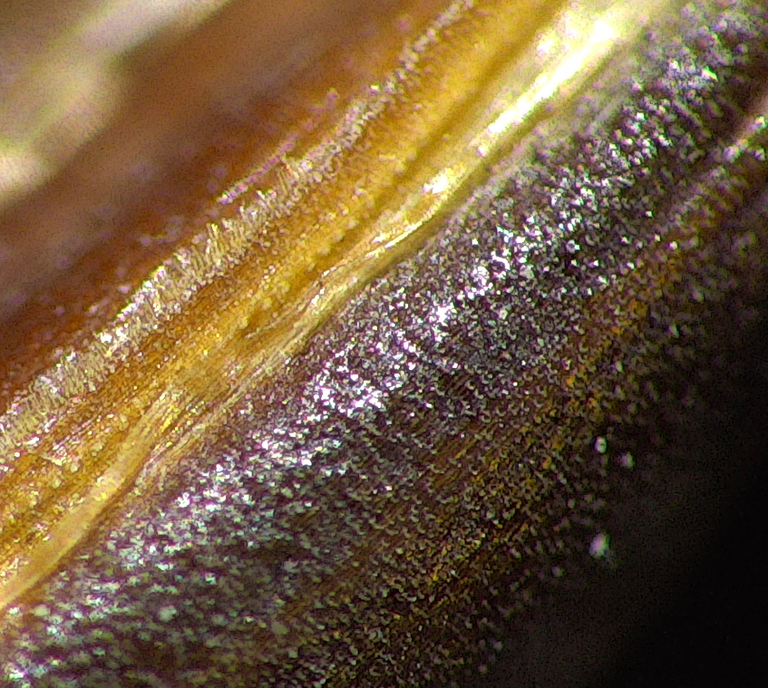 Close up of magnified seed for plant breeding quality control with a camera microscope