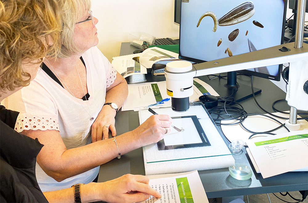 Lab technicians analyzing seed quality on screen with camera microscoscope