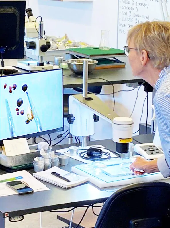 Laboratory technician analyzing grass seeds using a digital camera microscope